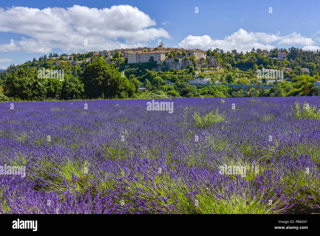 Champ de lavande sur la nourriture de Sault village, Provence, France, département Vaucluse, région Provence-Alpes-Côte d'Azur Banque D'Images