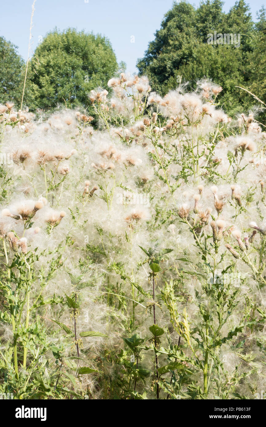 Marais d'ensemencement thistle Banque D'Images