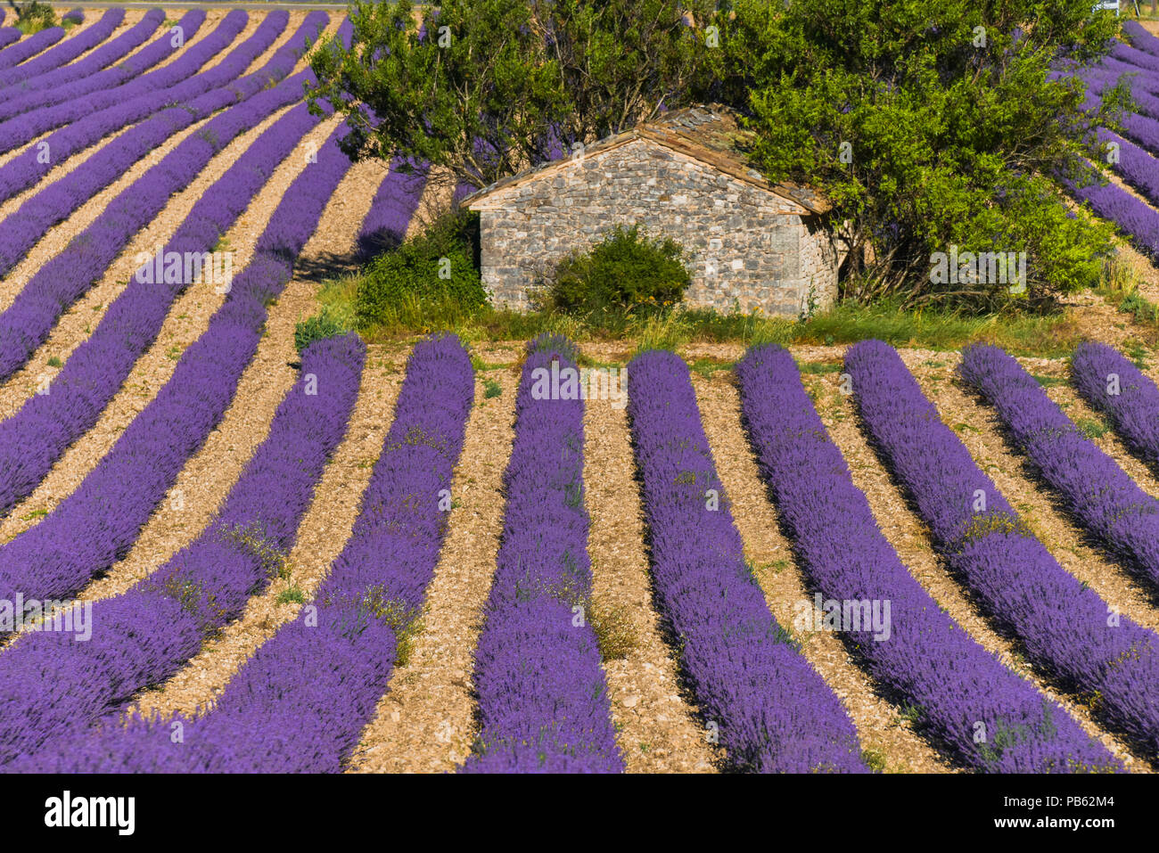 Cabane en pierre au milieu d'un champ de lavande près de Sault, Provence, France Banque D'Images