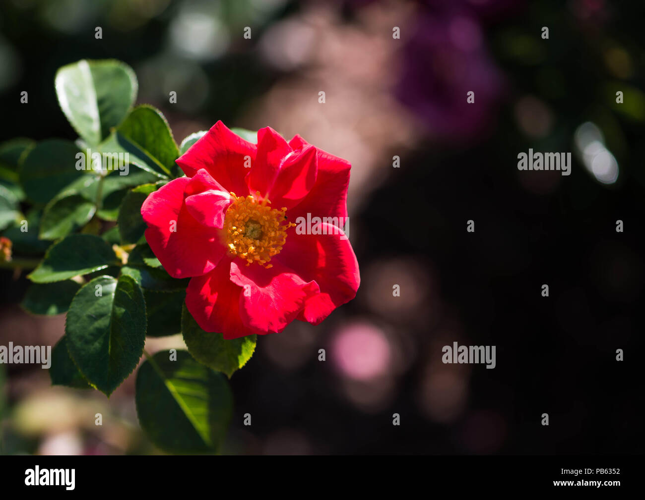 Une rose rouge en pleine floraison dans le jardin sur une journée ensoleillée Banque D'Images