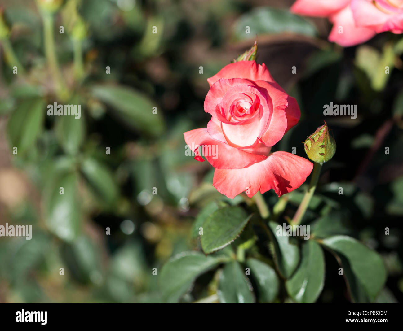 De couleur pêche unique rose dans un jardin qui fleurit Banque D'Images
