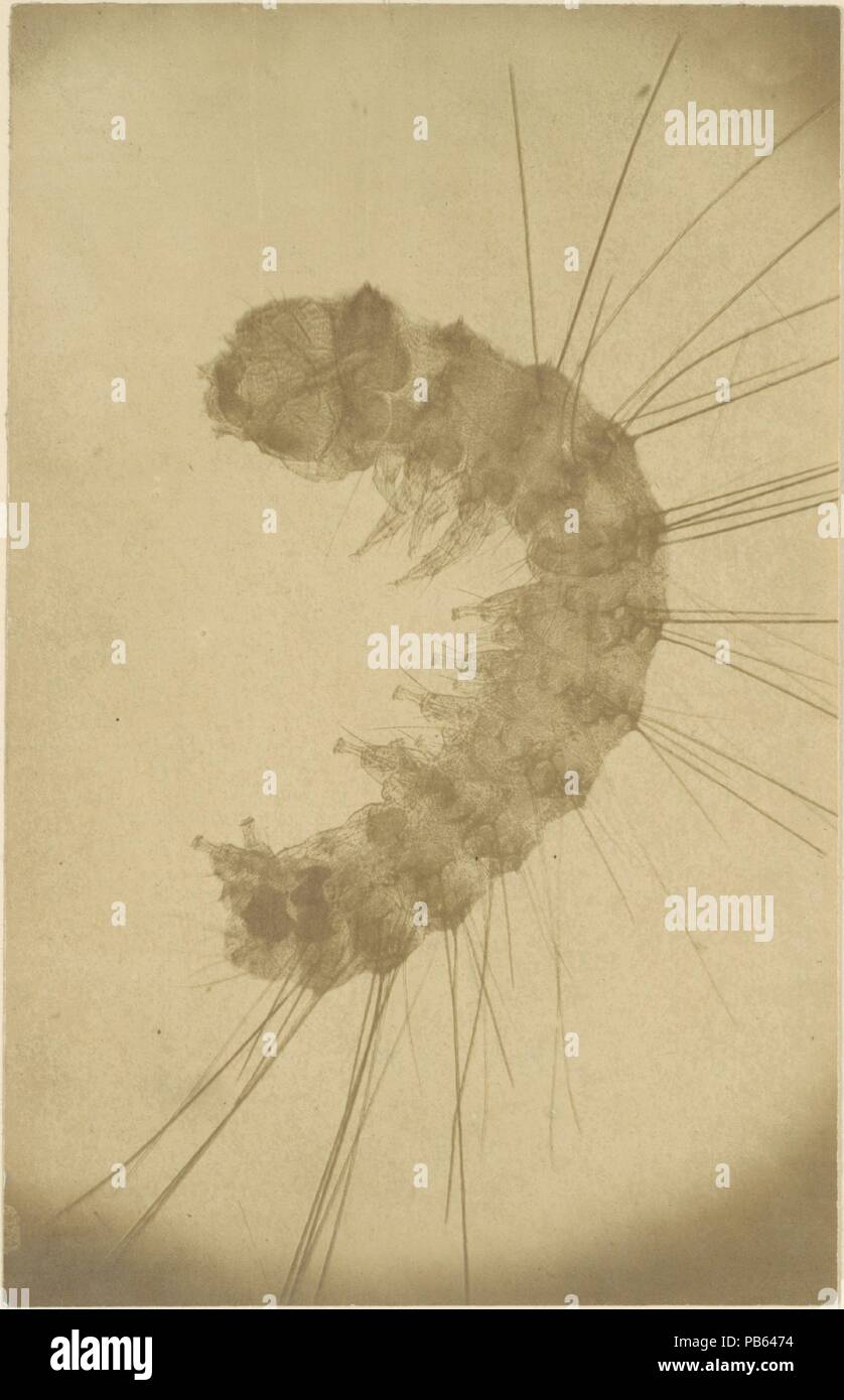 [Vue microscopique d'un insecte]. Artiste : Alois Auer (autrichienne, Wels 1813-1869 Vienne). Date : ca. 1853. Musée : Metropolitan Museum of Art, New York, USA. Banque D'Images