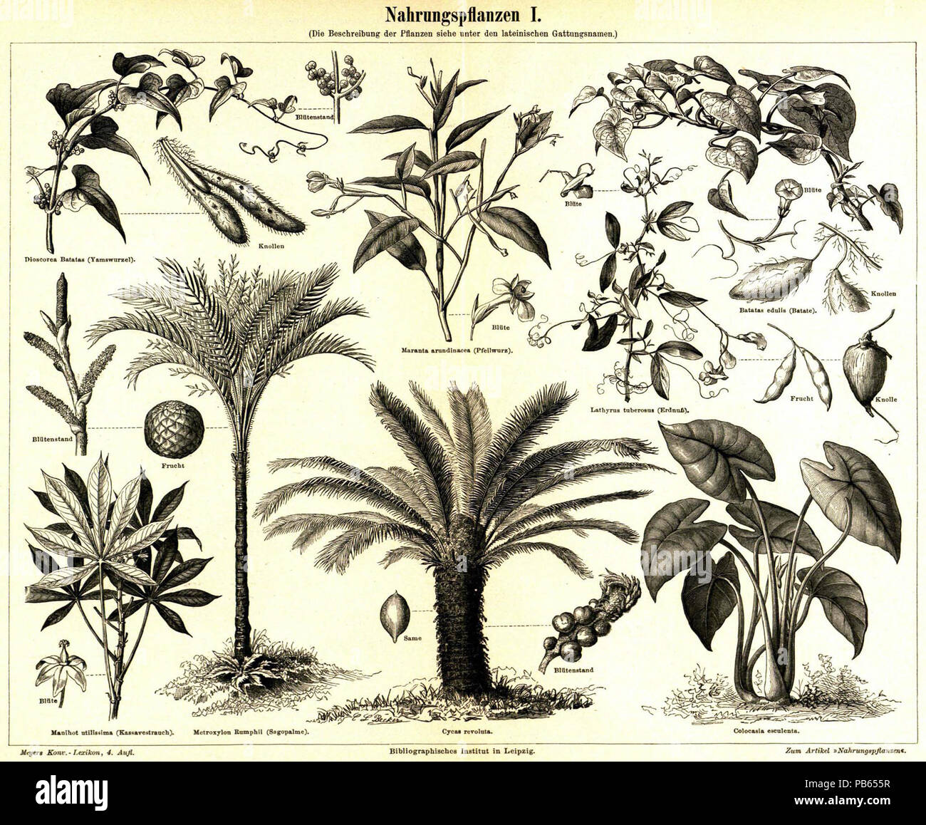 Metroxylon rumphii Banque de photographies et d’images à haute