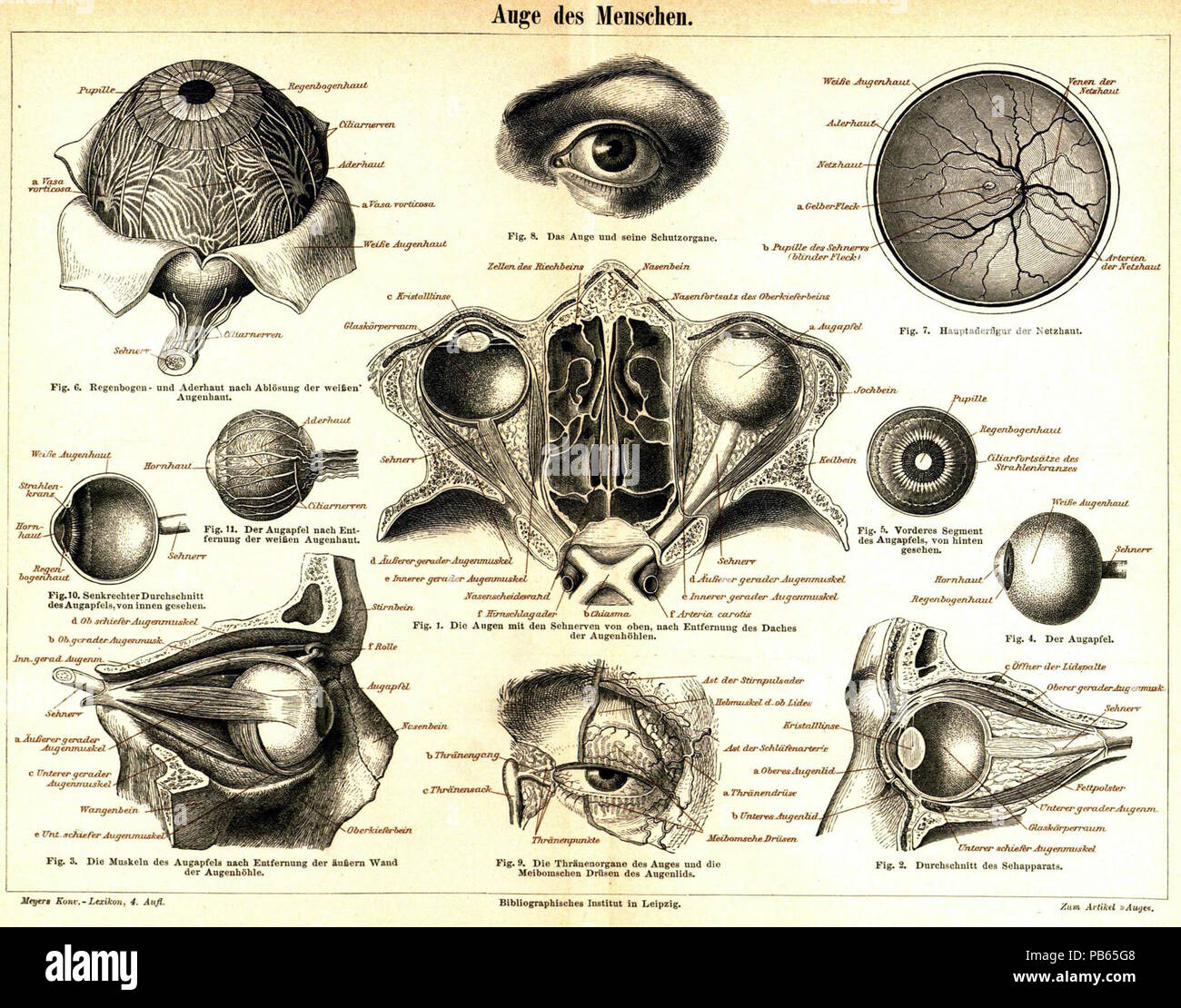 Anglais : Meyers Konversationslexikon - Tome 2 - Page 74 - une plaque QUE  JE : Human Eye (avec 11 figures) (Transcription : Voir le site  Retrobibliothek.de[1]) : Deutsch : Tafel