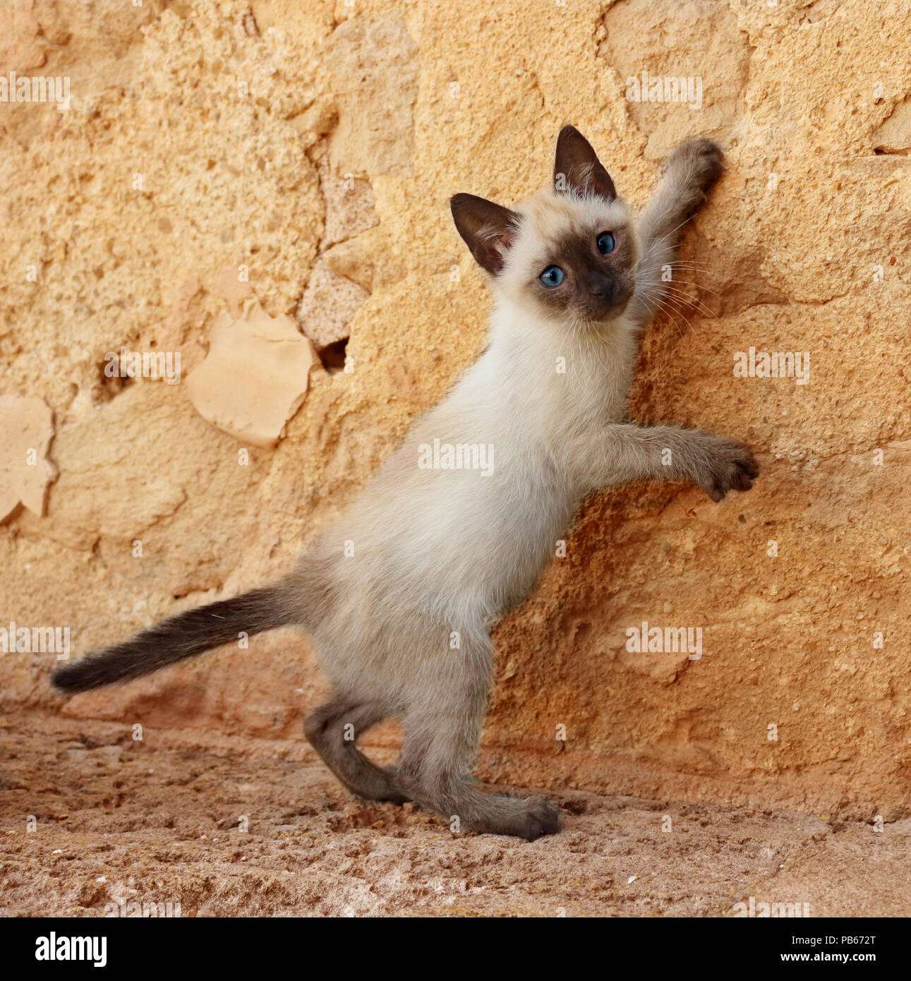 Chaton Siamois Thai 6 Semaines Seal Point Debout Sur Un Mur Photo Stock Alamy