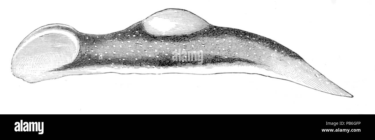 922 Limapontia capitata Banque D'Images