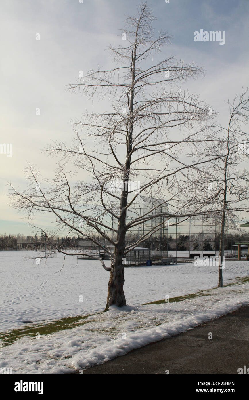 Un arbre couvert de glace sur un champ neigeux Banque D'Images