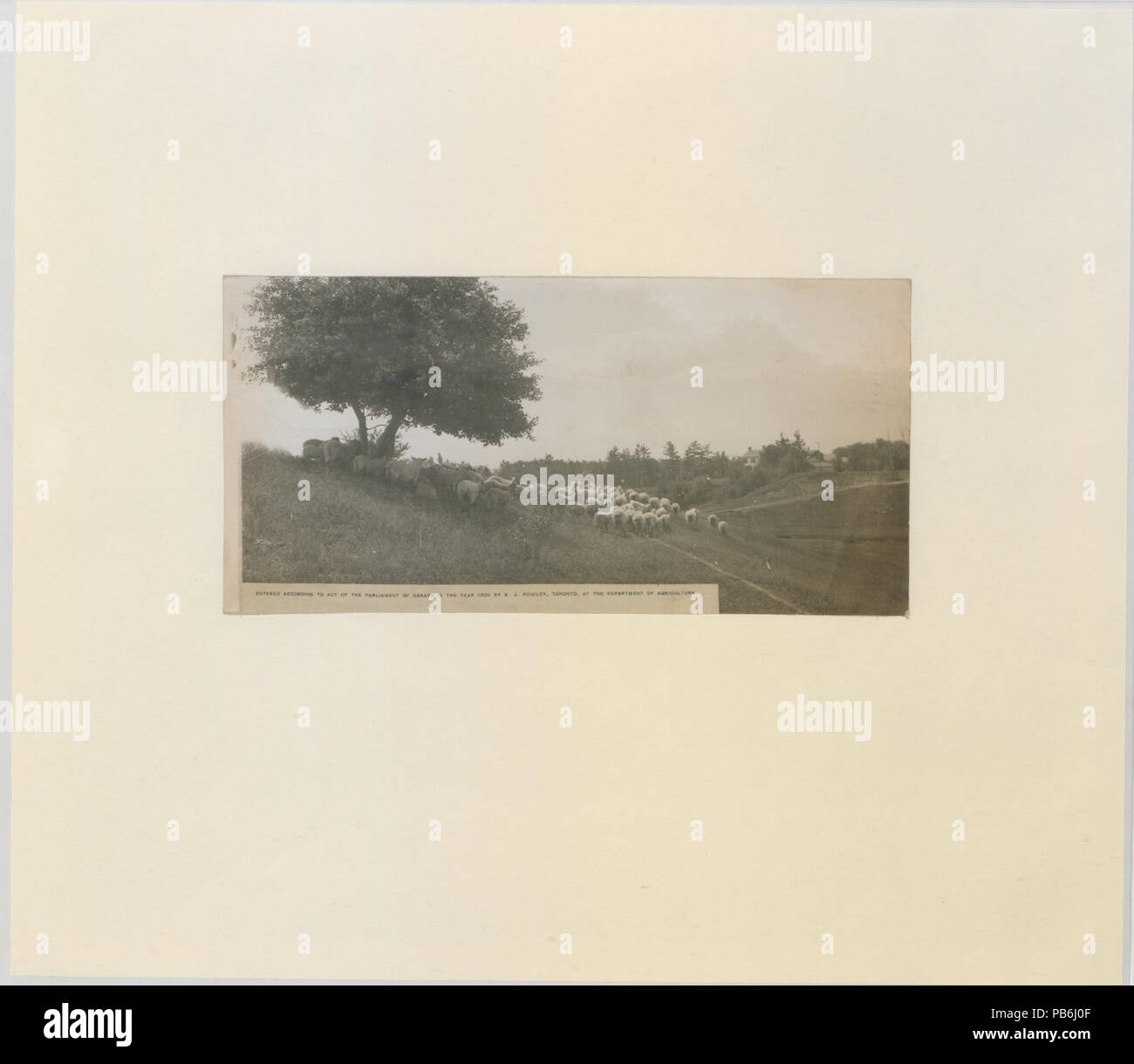 1664 Le champ de pâturage (HS85-10-11626) original Banque D'Images