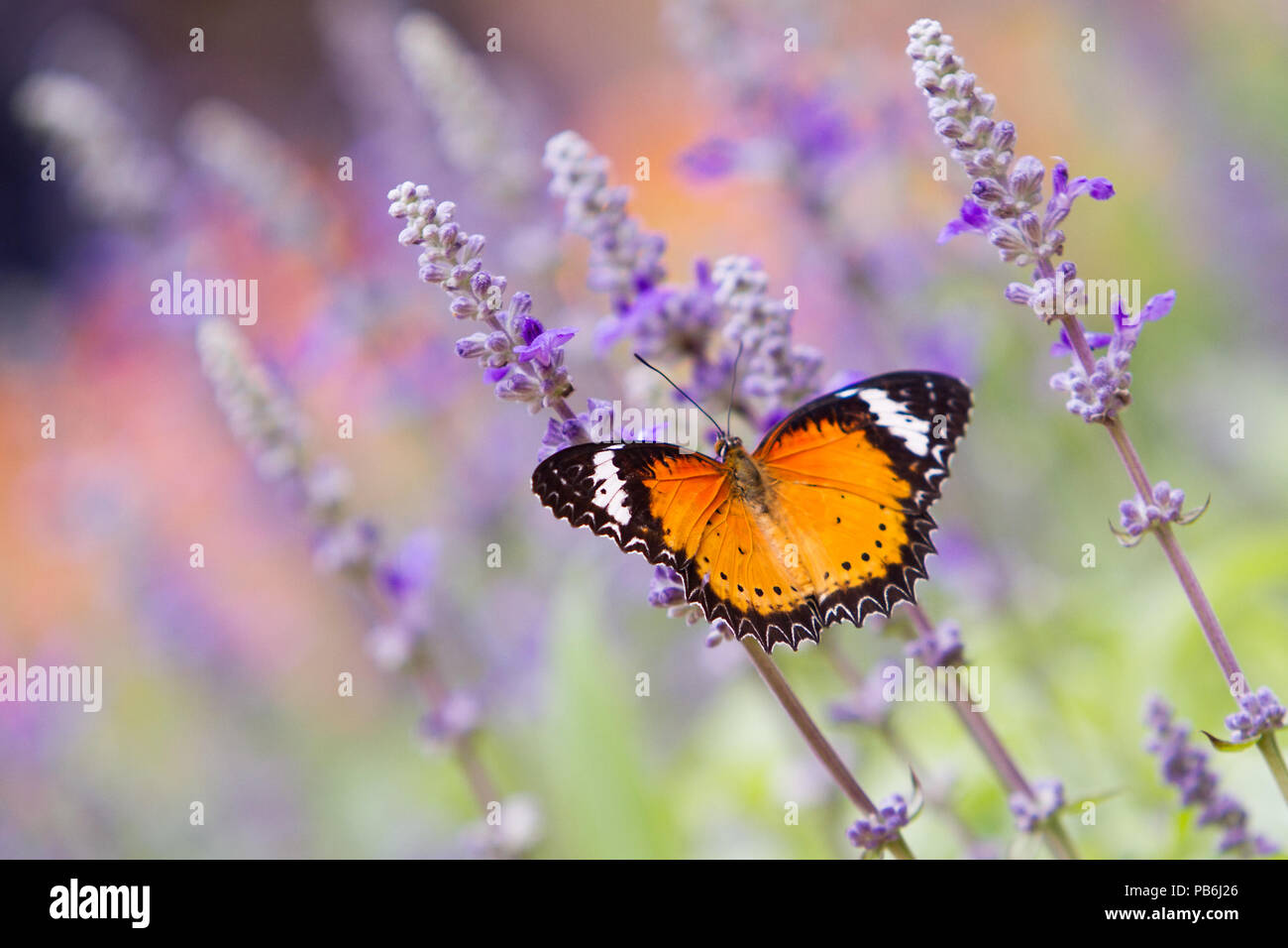 Macro colorés ou fermé jusqu'shot de papillon sur fleur ou quitter, peut utiliser comme arrière-plan Banque D'Images