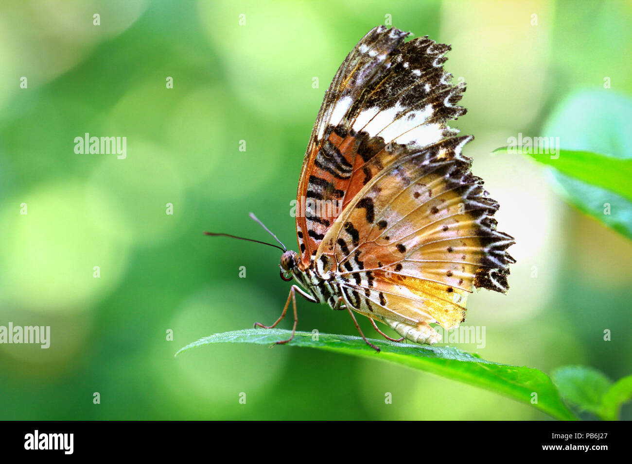 Macro colorés ou fermé jusqu'shot de papillon sur fleur ou quitter, peut utiliser comme arrière-plan Banque D'Images