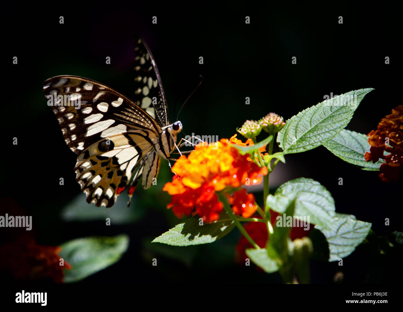 Macro colorés ou fermé jusqu'shot de papillon sur fleur ou quitter, peut utiliser comme arrière-plan Banque D'Images