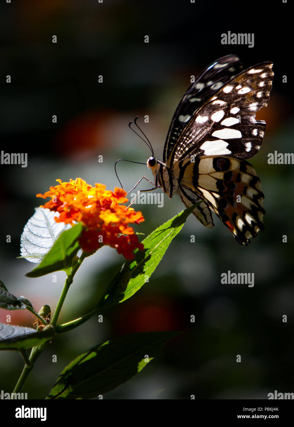 Macro colorés ou fermé jusqu'shot de papillon sur fleur ou quitter, peut utiliser comme arrière-plan Banque D'Images