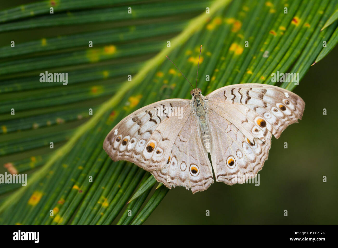 Macro colorés ou fermé jusqu'shot de papillon sur fleur ou quitter, peut utiliser comme arrière-plan Banque D'Images