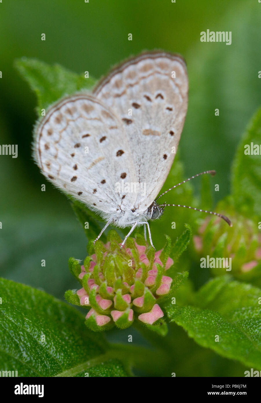 Macro colorés ou fermé jusqu'shot de papillon sur fleur ou quitter, peut utiliser comme arrière-plan Banque D'Images
