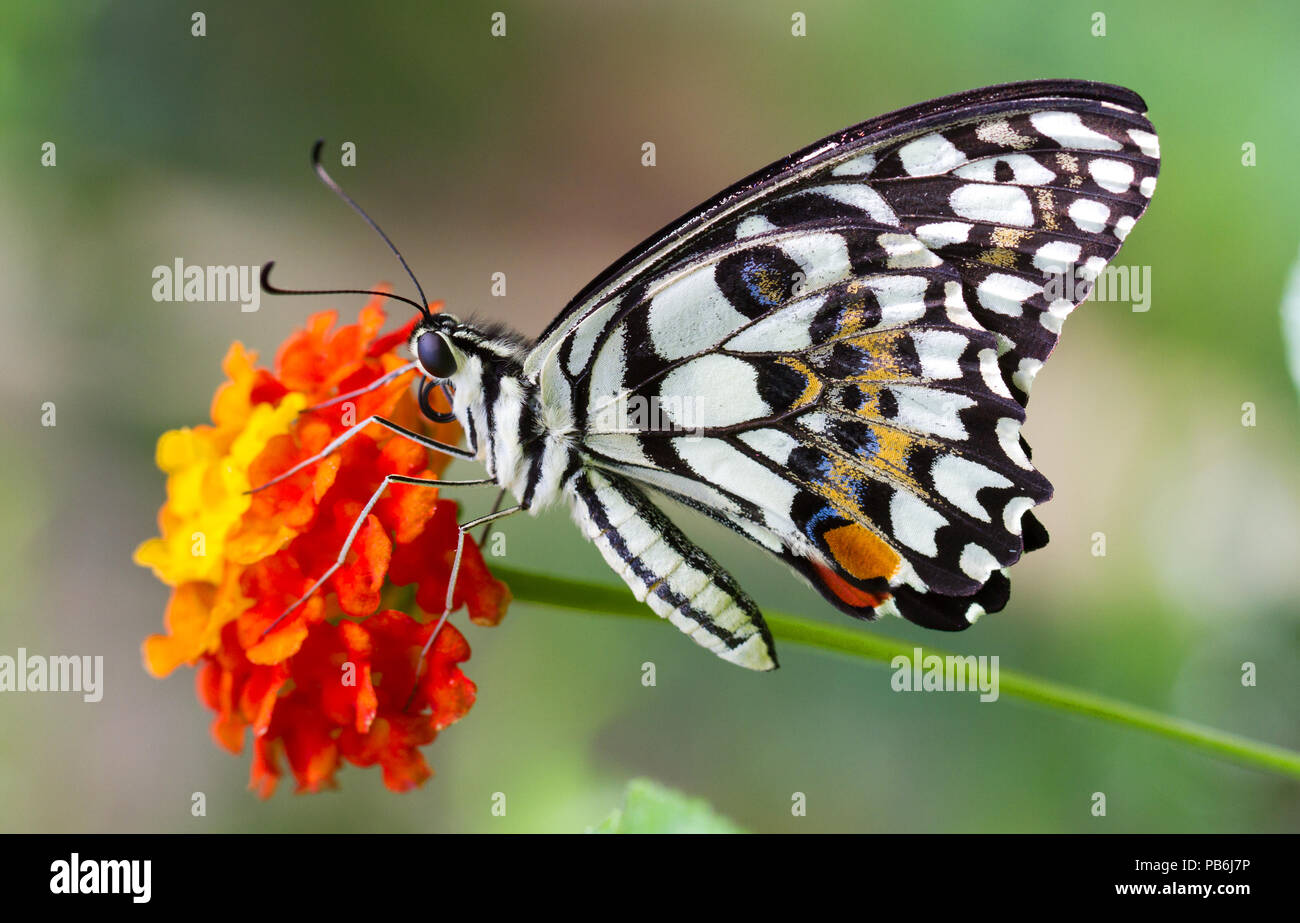 Macro colorés ou fermé jusqu'shot de papillon sur fleur ou quitter, peut utiliser comme arrière-plan Banque D'Images
