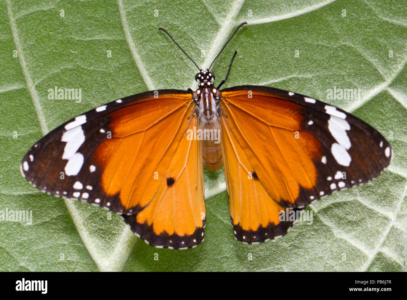 Macro colorés ou fermé jusqu'shot de papillon sur fleur ou quitter, peut utiliser comme arrière-plan Banque D'Images