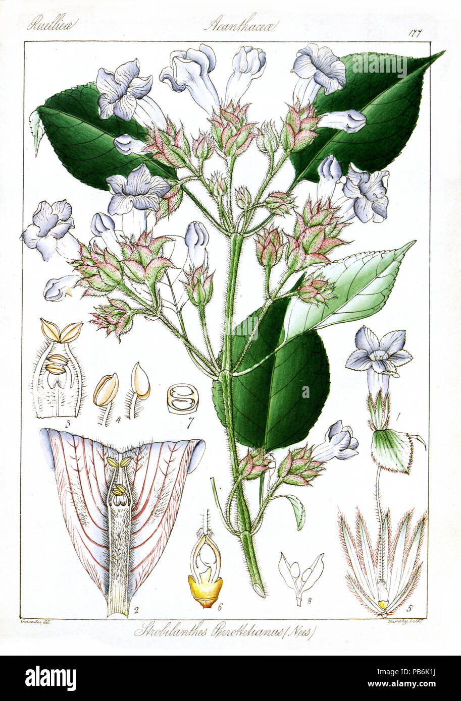 1579 Strobilanthes perrottetiana Govindoo Banque D'Images
