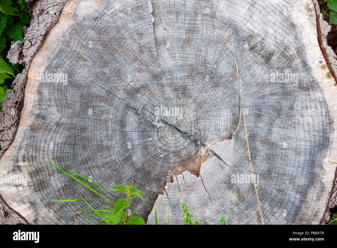 Couper un arbre montrant son histoire dans les cernes annuels,UK. Banque D'Images