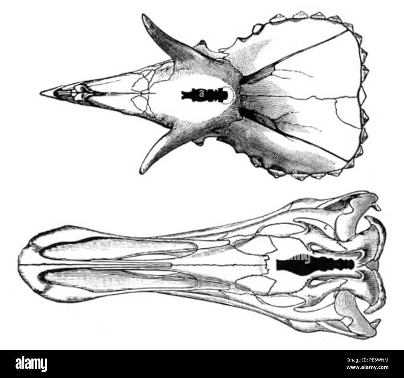 1172 - Pâtes cerveau triceratops Banque D'Images