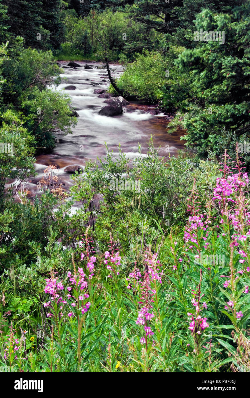 Fleurs sauvages du Colorado et d'écoulement d'eau de montagne Banque D'Images