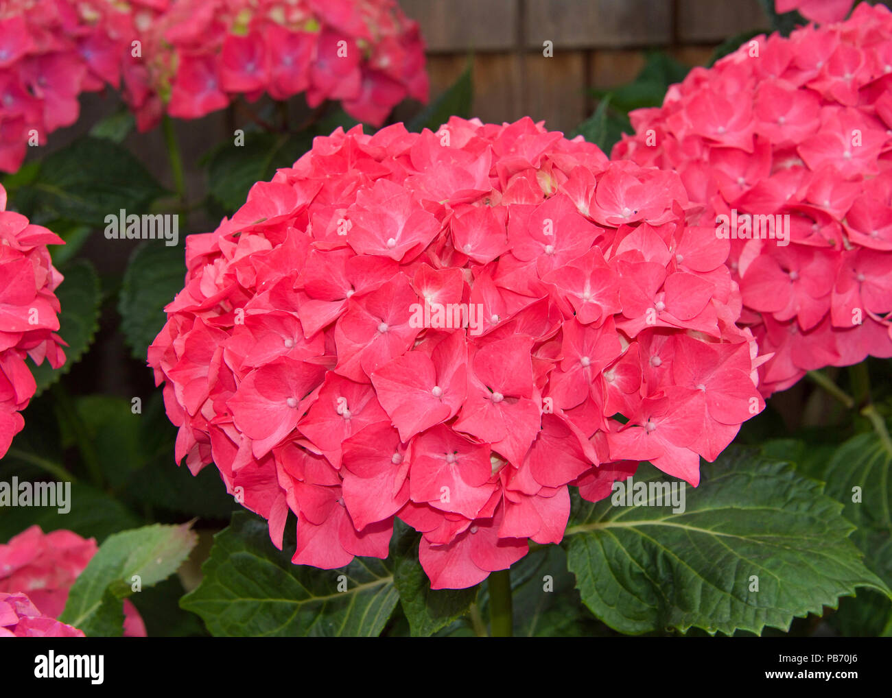 Close up of rose magenta vif des grappes de fleurs d'hortensias. Belle arrière-plan. L'Hydrangea est un genre de 70 à 75 espèces de plantes à fleurs indigènes de s Banque D'Images