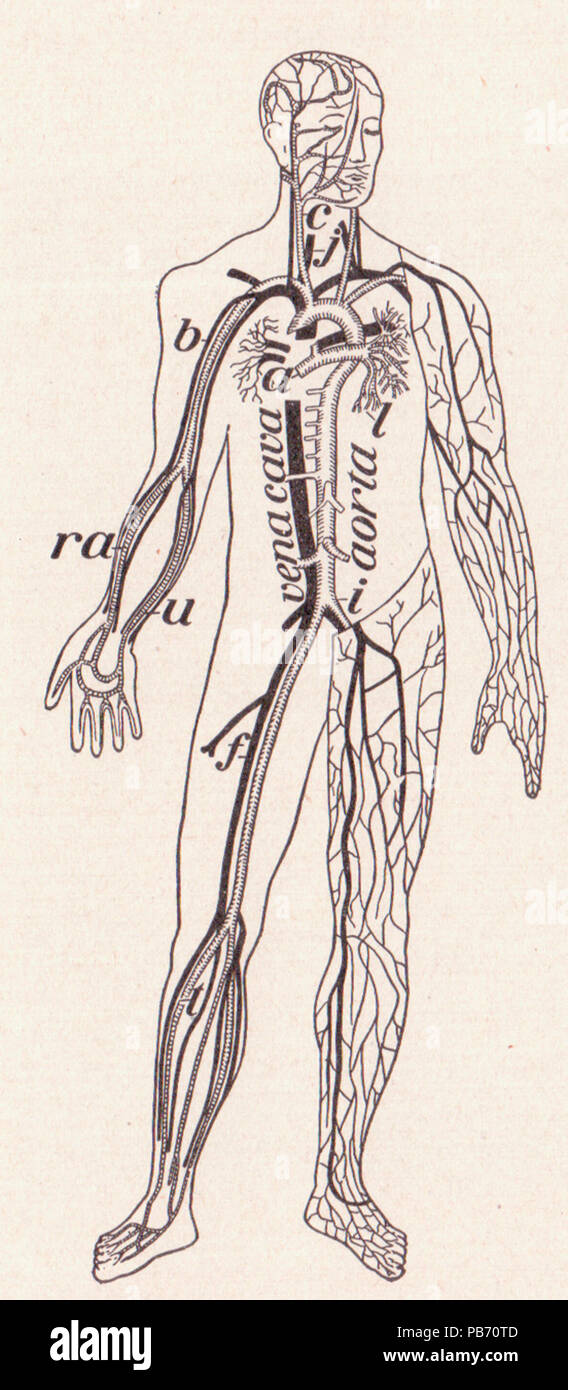 1185 Pg 118 vaisseaux sanguins Banque D'Images