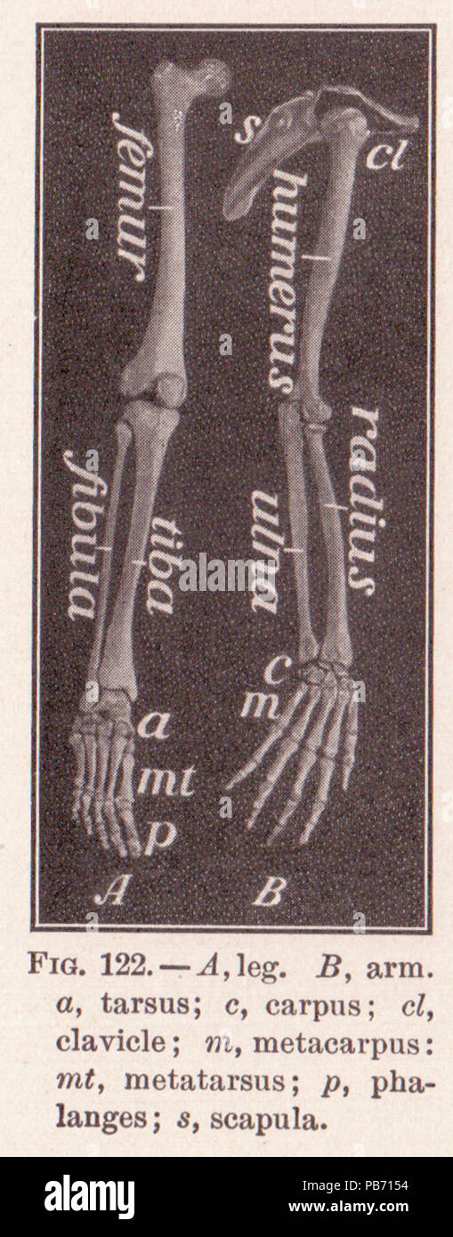 1185 Pg 194 les os des jambes et bras Banque D'Images