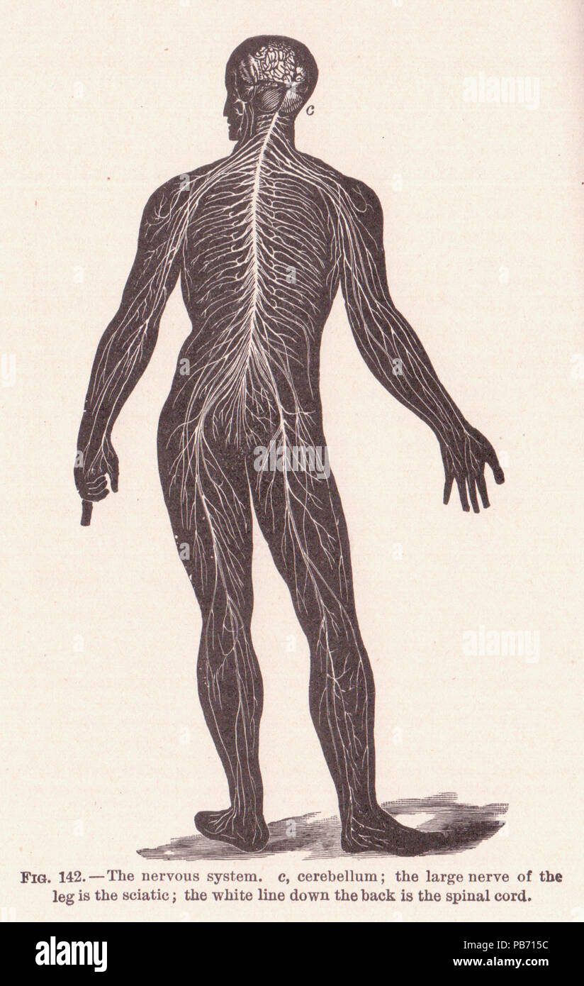 1153 Page 214 Système Nerveux Central Banque D'Images