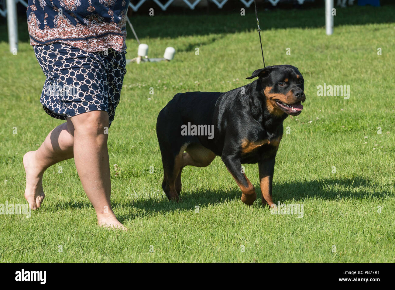 Chien Rottweiler, Evelyn Kenny chenil et Obedience Club dog show, Alberta,  Canada Photo Stock - Alamy