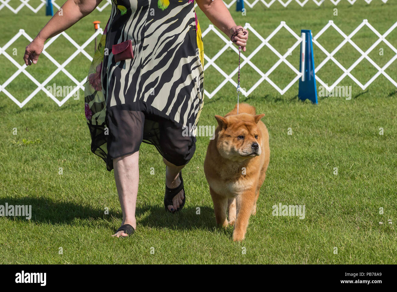 Chow chow chien, Evelyn Kenny chenil et Obedience Club dog show, Alberta, Canada Banque D'Images