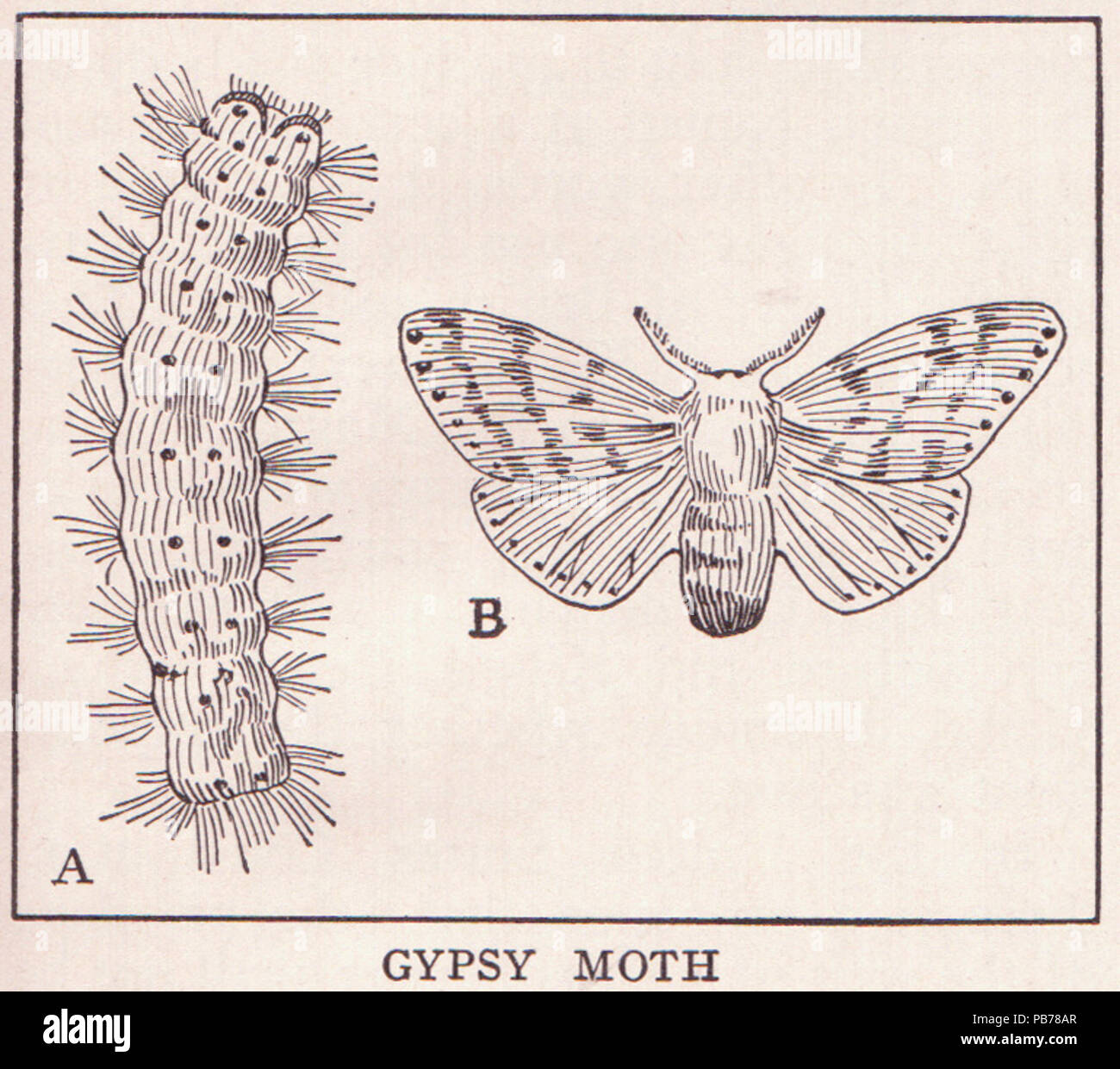 736 page 1251 Spongieuse Banque D'Images