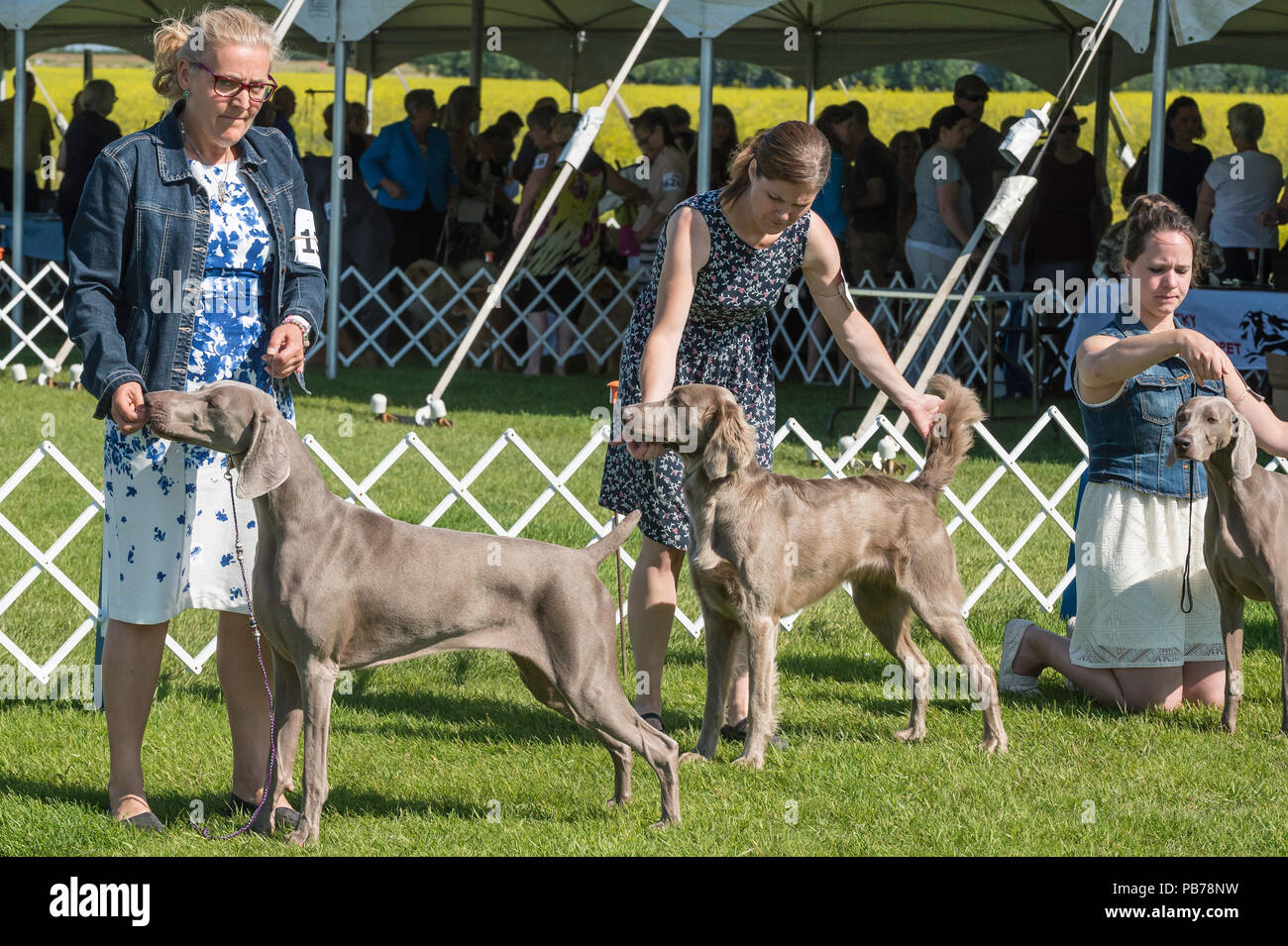 Braque de chien, Evelyn Kenny chenil et Obedience Club dog show, Alberta, Canada Banque D'Images