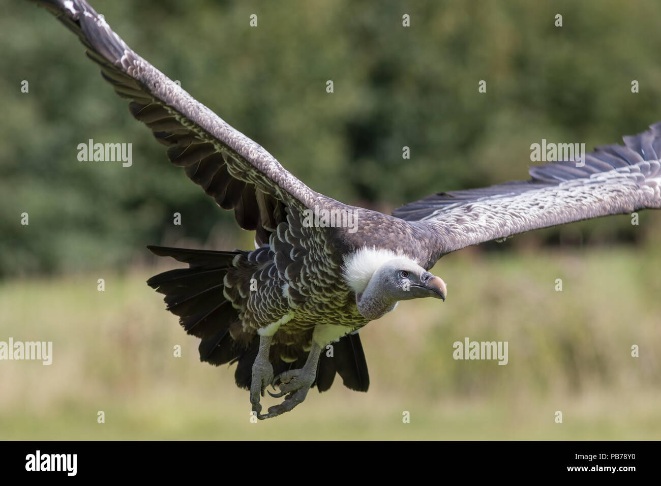 Ruppells vautour fauve (Gyps rueppelli) volant sur la tête. Close up de chasse de l'Afrique de l'oiseau en vol. Animal en voie de disparition. Banque D'Images