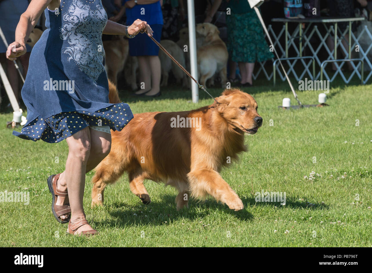 Golden retriever dog, Evelyn Kenny Kennel Club dog show et d'obéissance, de l'Alberta, Canada Banque D'Images