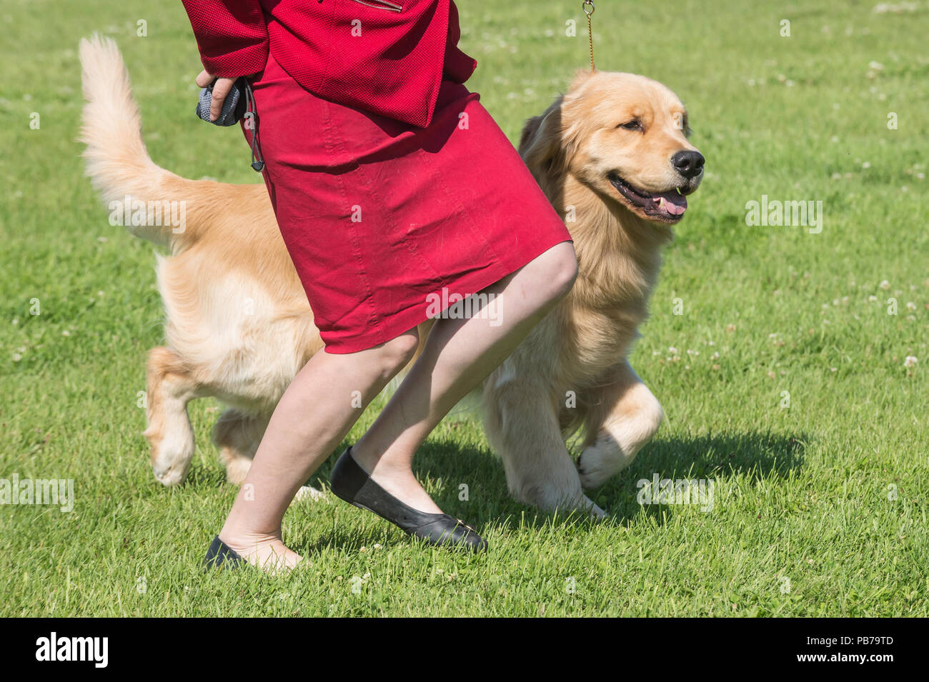 Golden retriever dog, Evelyn Kenny Kennel Club dog show et d'obéissance, de l'Alberta, Canada Banque D'Images