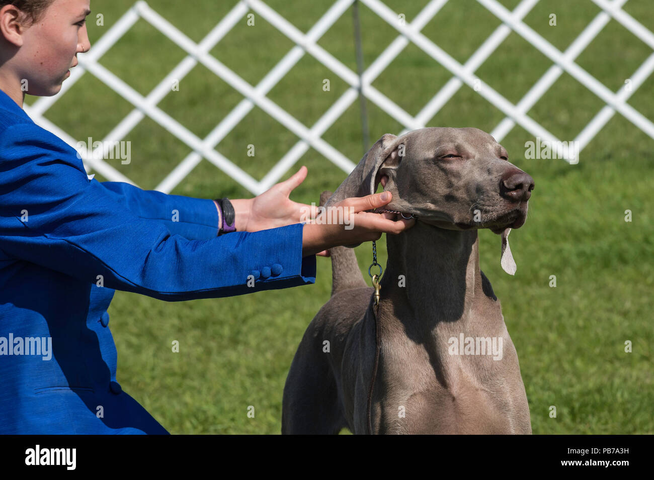 Chiens Weimeraner, Evelyn Kenny Kennel Club dog show et d'obéissance, de l'Alberta, Canada Banque D'Images