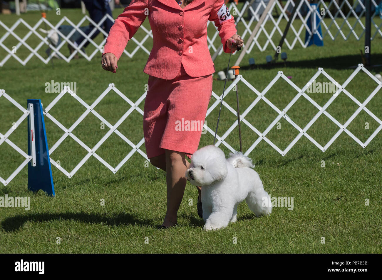 Bichon Frise dog, Evelyn Kenny chenil et Obedience Club dog show, Alberta, Canada Banque D'Images