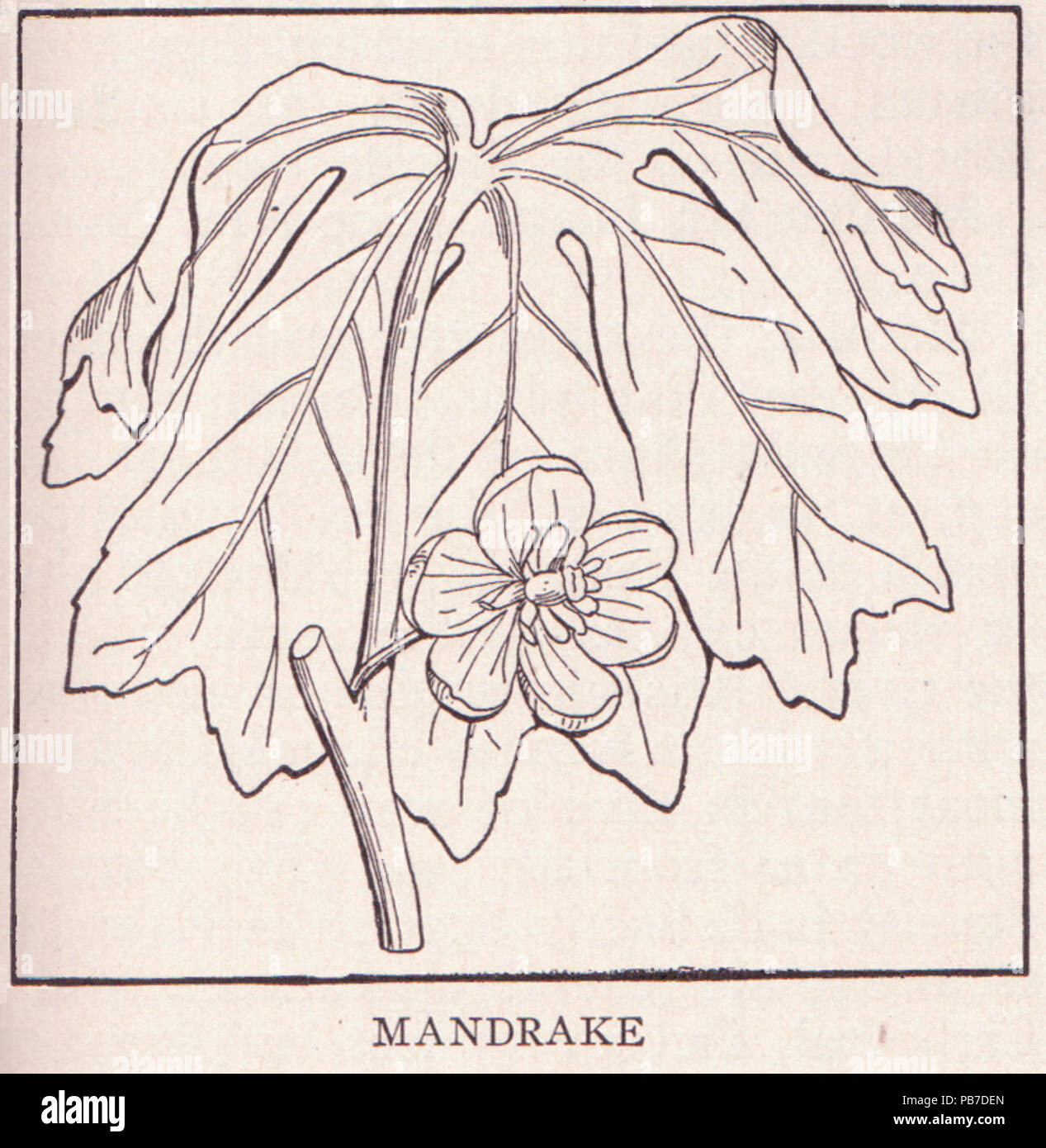 991 page 1761 Mandrake Banque D'Images