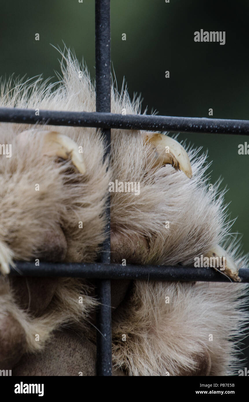 Close up of lions paw avec pinces prolongée sur la cage de métal. Sentiment détenu en captivité et désir de liberté que le lion paw reste sur la cage. Banque D'Images