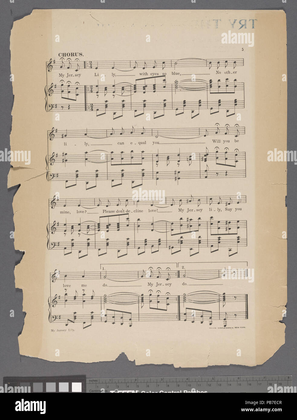 1075 Mon Jersey Lily (NYPL)-609101-1942512 Hades Banque D'Images