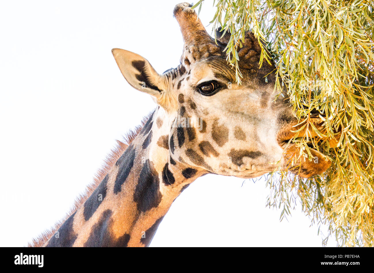 Close up of giraffe adultes s'étendant du cou pour atteindre les feuilles. Girafe africaine se nourrissant des feuilles, isolé sur fond blanc. Banque D'Images