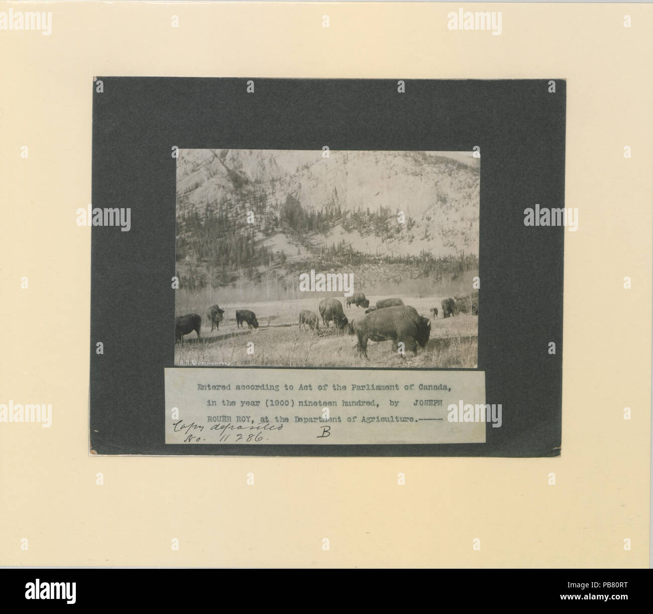 Troupeau de 756 bisons dans le parc national Banff, Territoires du Nord-Ouest, Canada Photo B (HS85-10-11286) original Banque D'Images