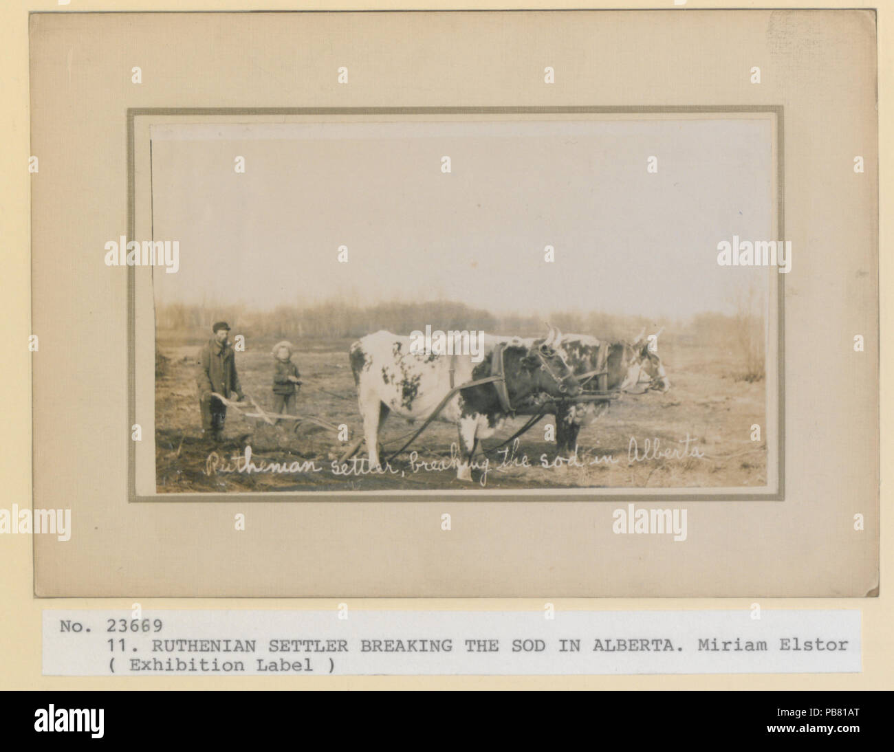 1279 colon ruthène briser le gazon en Alberta (HS85-10-23669) original Banque D'Images