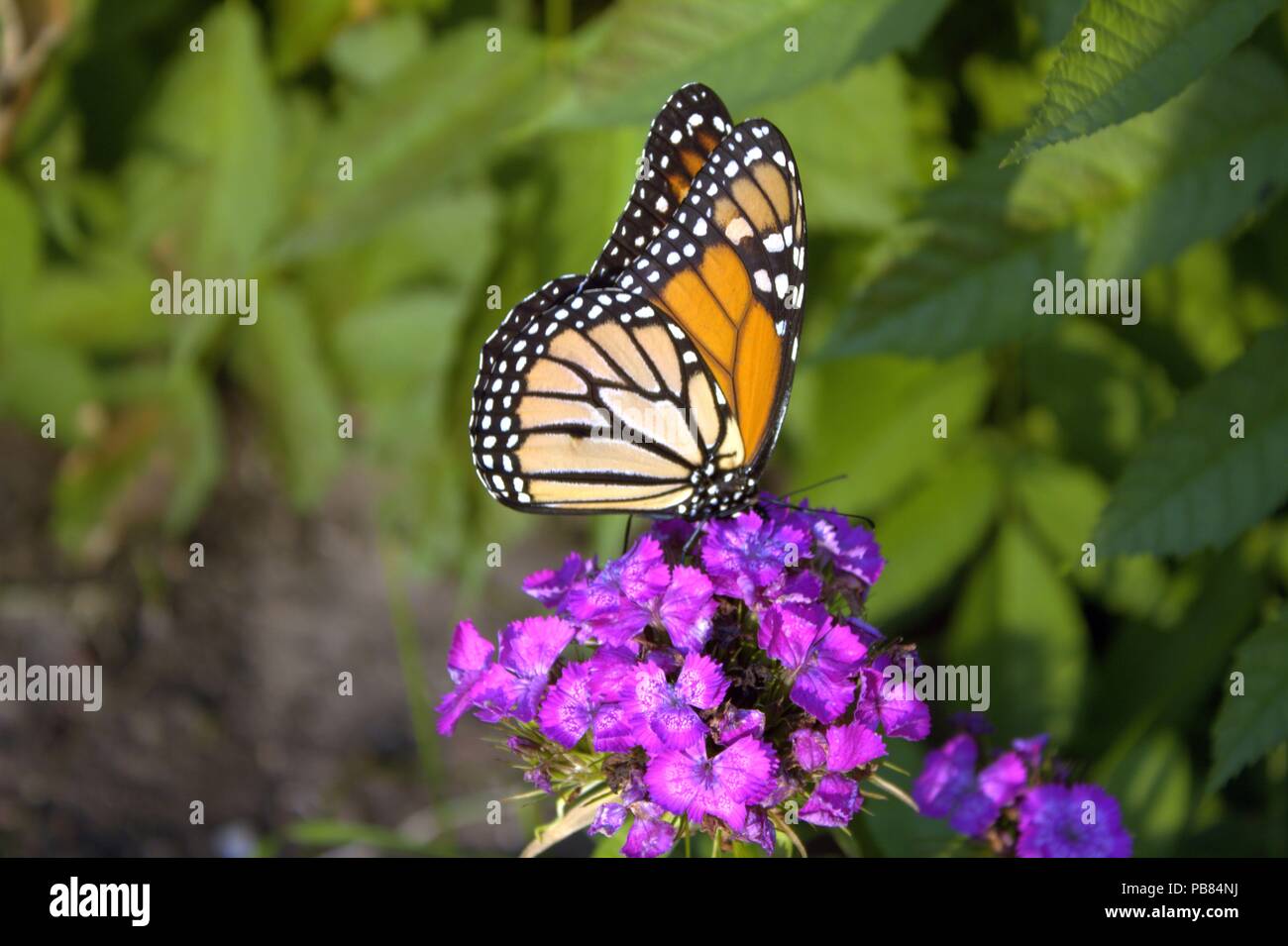 Un papillon monarque La collecte du nectar de certaines fleurs Sweet Williams Banque D'Images