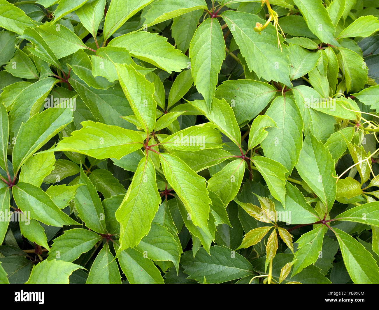 Virginia creeper liana Banque D'Images