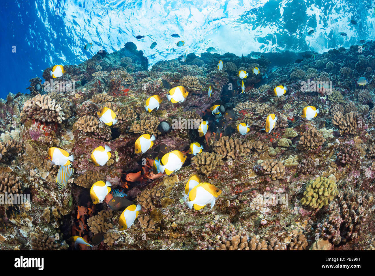 Papillons, pyramide Hemitaurichthys polylepis, et divers poissons de récif au-dessus de l'Hawaiian récif de corail dur de la paroi arrière de Marine Molokini P Banque D'Images