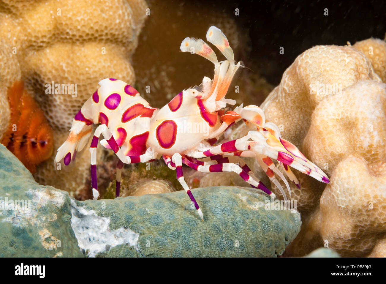 Hymenocera picta, crevettes arlequins, qui se nourrit d'une seastar, Hawaii. Banque D'Images