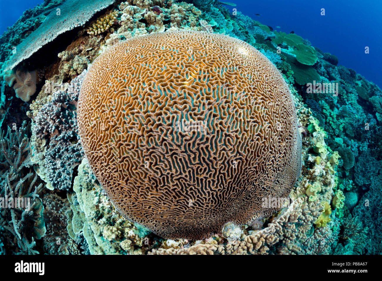 Une grande colonie de corail cerveau domine ce reef scène fidjienne. Banque D'Images