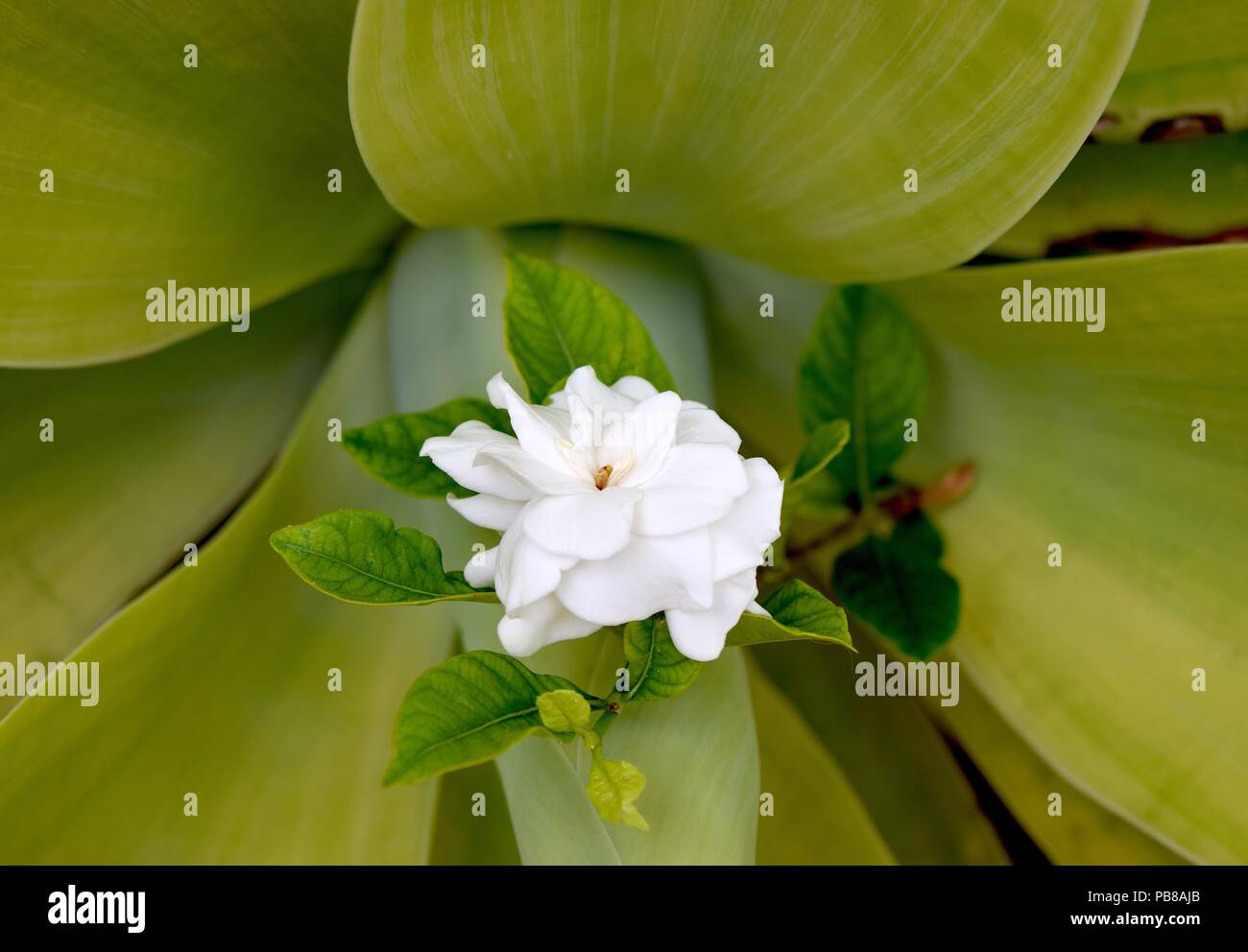 Gardenia fleur fleur verte sur fond naturel. Banque D'Images