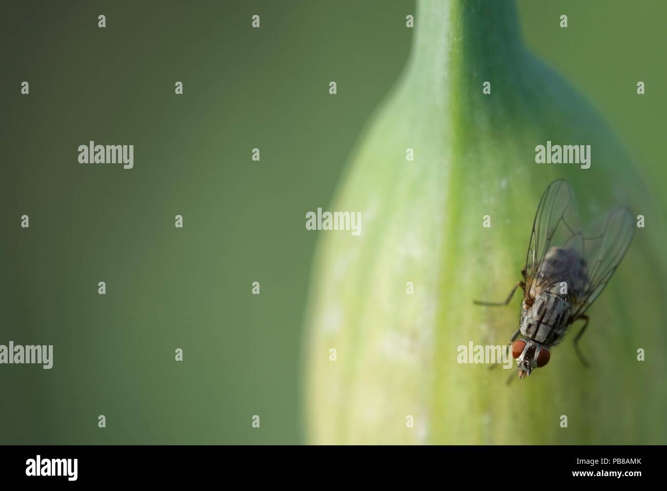 Hover fly (Syrphidae) : un vol stationnaire en appui sur un oignon capitule. Banque D'Images